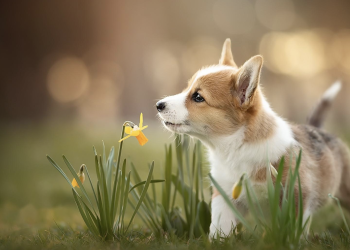 What can I do if my puppy constantly nibbles on things?