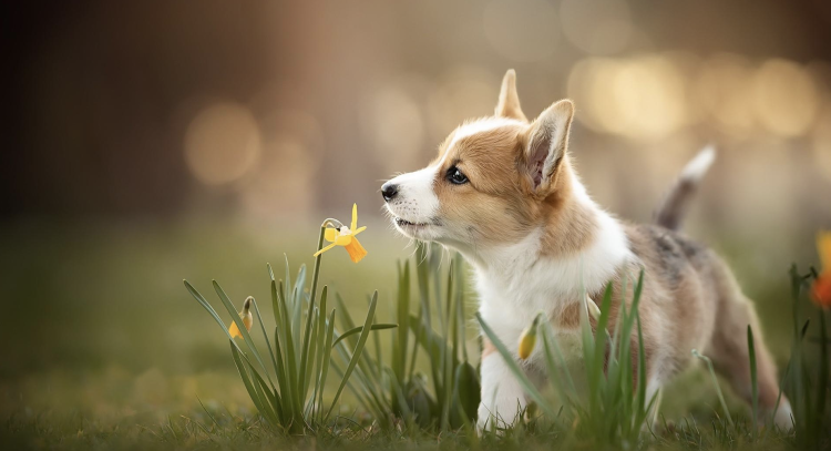 What can I do if my puppy constantly nibbles on things?