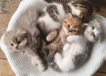 The Delicate Art of Raising Two-Week-Old Kittens: Growth and Care Essentials