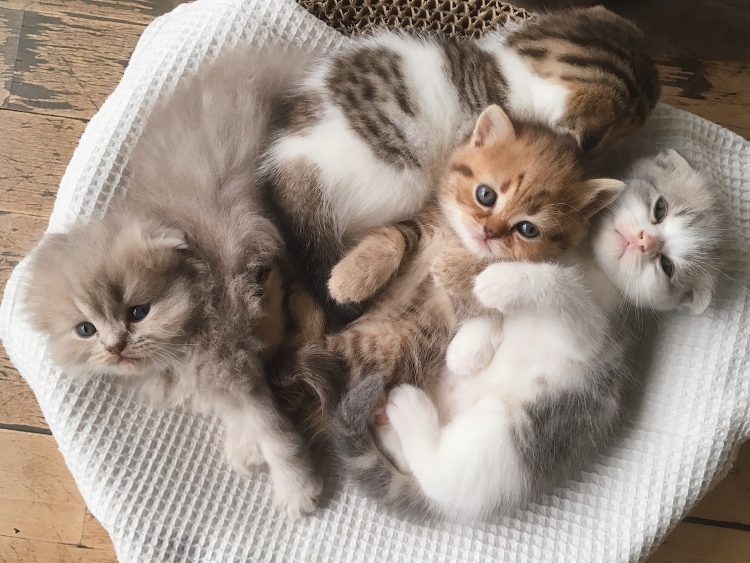 The Delicate Art of Raising Two-Week-Old Kittens: Growth and Care Essentials