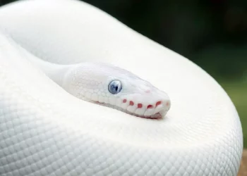 Serpentine Splendor: Ball Pythons as Novice Companions