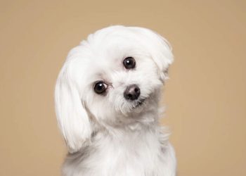 How to help dogs overcome their fear of strangers? right