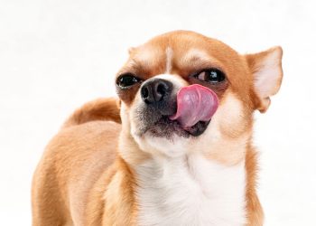 What does it mean when a dog licks its lips?