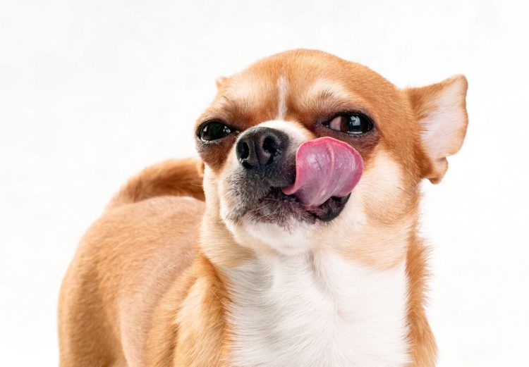 What does it mean when a dog licks its lips?