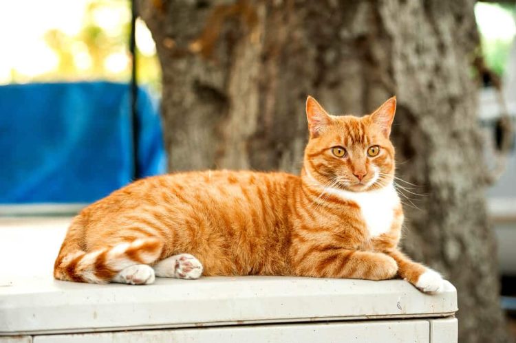 Why are more and more people raising orange cats now?