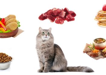 Protect Your Cat: A Guide to Toxic Human Foods and Safe Practices