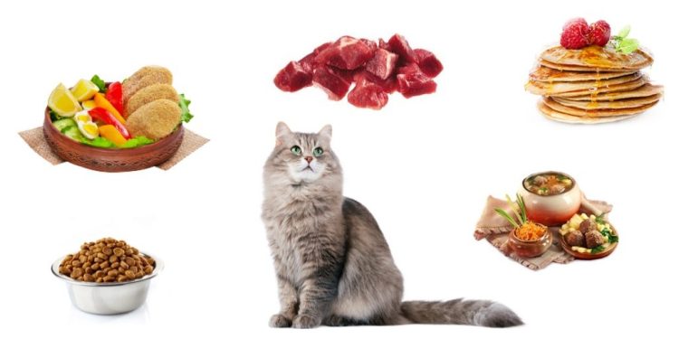Protect Your Cat: A Guide to Toxic Human Foods and Safe Practices