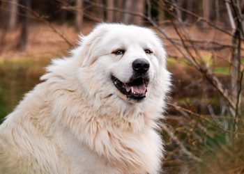 Which crate should I buy for my dog?