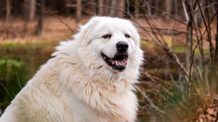 Which crate should I buy for my dog?