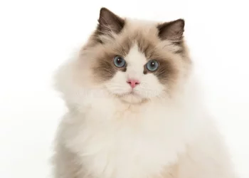 What kind of food does the doll cat like to eat