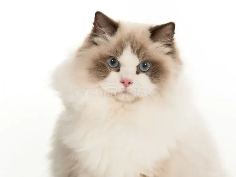 What kind of food does the doll cat like to eat