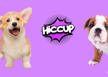 Puppy Hiccups Demystified: Navigating the Quirks of Canine Physiology