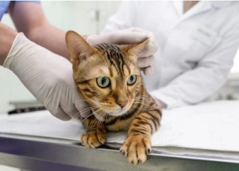 Unveiling the Menace of Rabies in Cats: Symptoms, Transmission, and Prevention