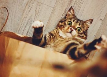 Feline Instincts: Understanding Your Cat’s Natural Sensitivities