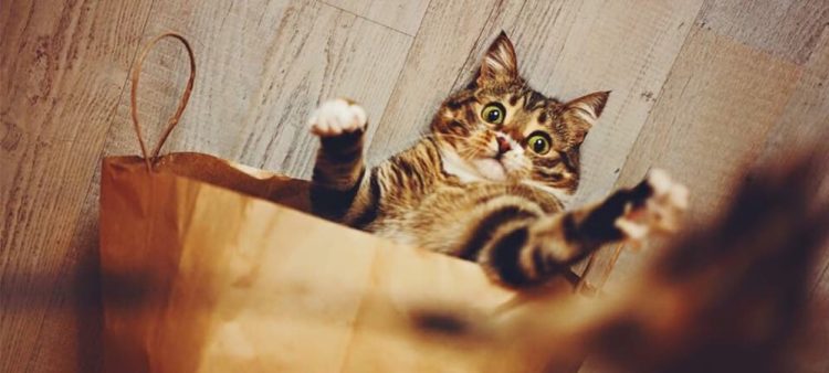Feline Instincts: Understanding Your Cat’s Natural Sensitivities
