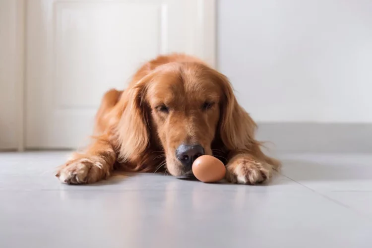 What are the benefits of eating eggs for dogs?
