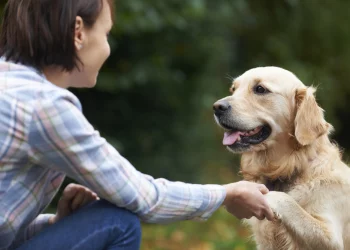 How do dogs communicate with each other?