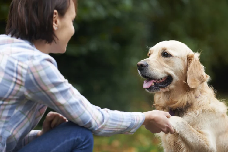 How do dogs communicate with each other?