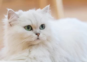 Is the Persian cat easy to keep?