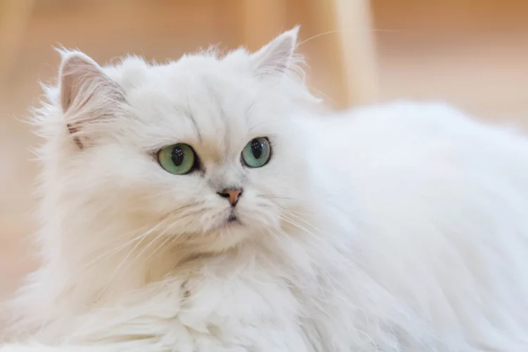 Is the Persian cat easy to keep?