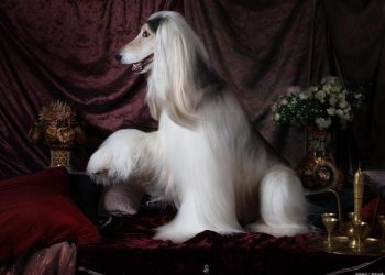 What to do when an Afghan Hound bites?