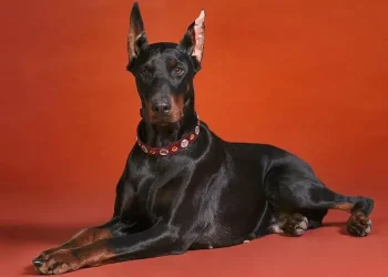 How to train an adult Doberman