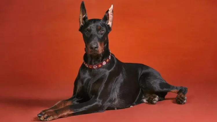 How to train an adult Doberman