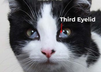 The Mystery Behind the Third Eyelid in Cats