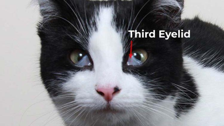 The Mystery Behind the Third Eyelid in Cats