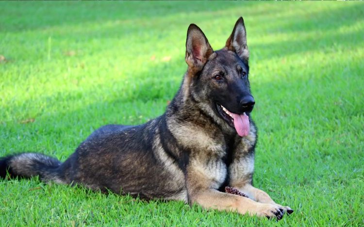 How to train a German Shepherd to defecate better