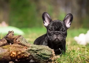 How to train fighting power of a French Bulldog