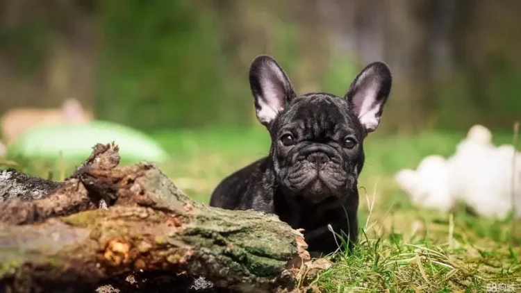 How to train fighting power of a French Bulldog