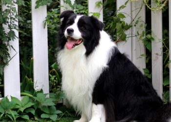 How to train a border collie to go out in a new home