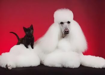 Three steps to poodle poop