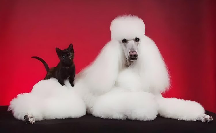 Three steps to poodle poop