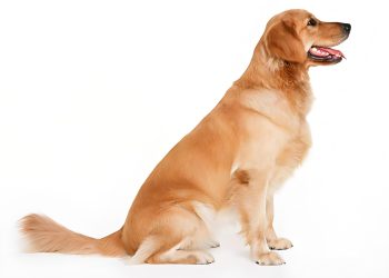 How to train a Golden retriever to squat? More patience is needed!