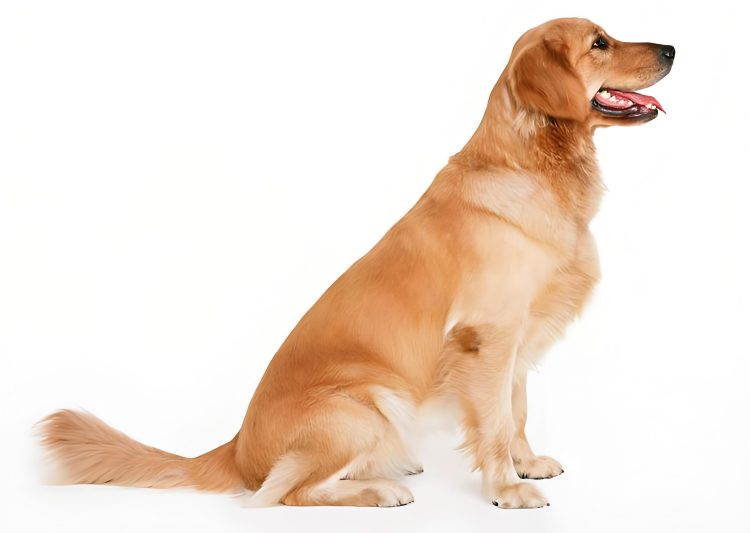 How to train a Golden retriever to squat? More patience is needed!