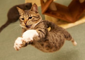 The Golden Years: Four Hazards to Avoid for an Aging Cat’s Well-being
