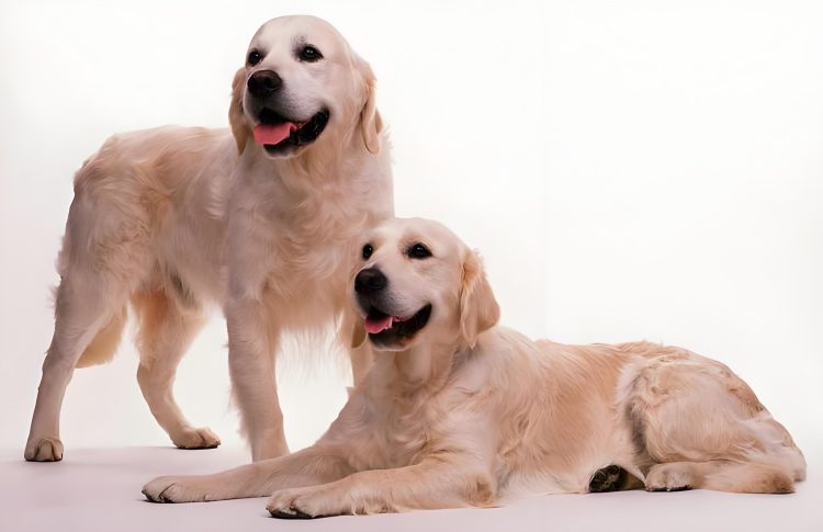 How do you train a dog for the seasons?