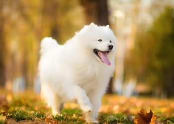 How to train a dog not to wet the bed, these few details can not be ignored