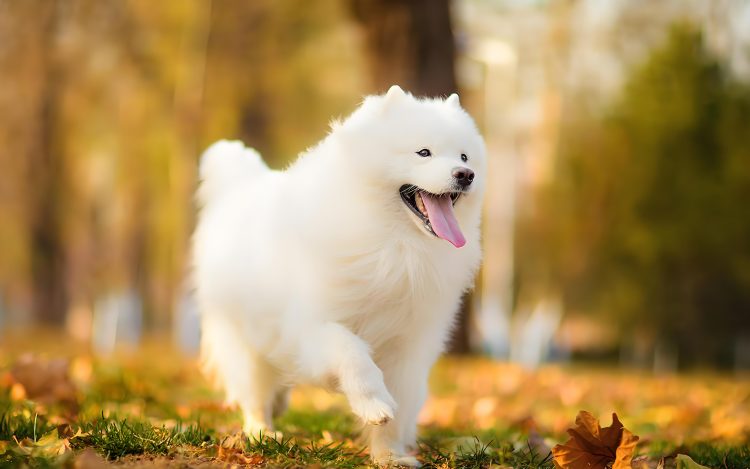 How to train a dog not to wet the bed, these few details can not be ignored
