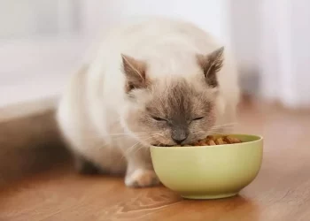 Curbing Feline Fussiness: A Guide to Managing Picky Eaters