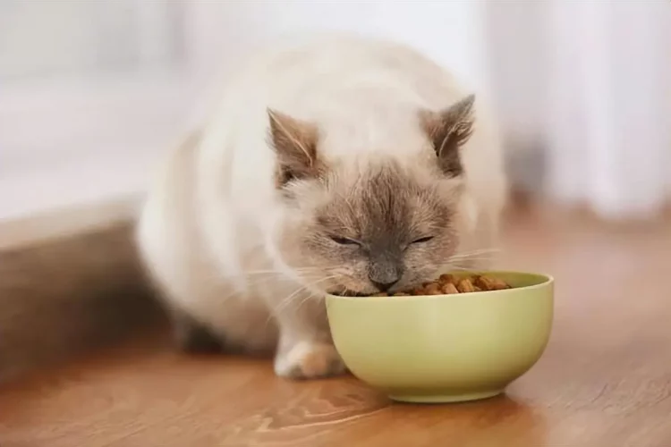 Curbing Feline Fussiness: A Guide to Managing Picky Eaters