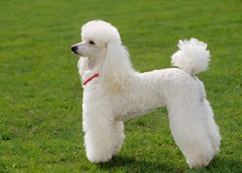 Training Tips for a Miniature Social Poodle: Effective Methods and Techniques