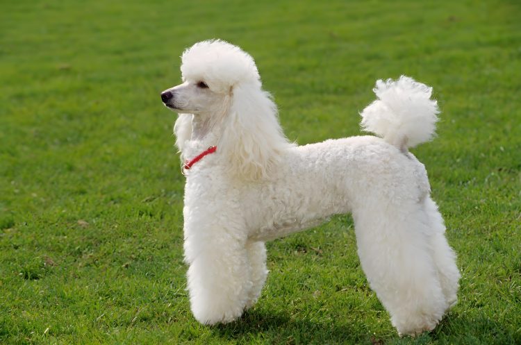 Training Tips for a Miniature Social Poodle: Effective Methods and Techniques
