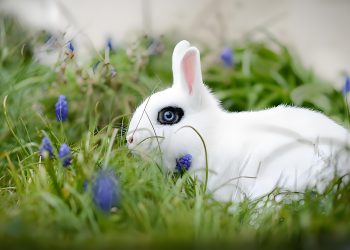 How long does it take for rabbits to become friendly?