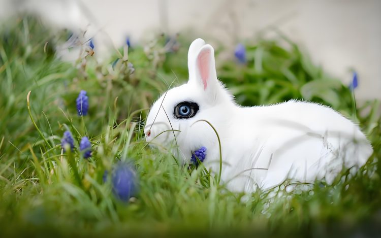 How long does it take for rabbits to become friendly?