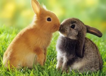 Is it easier for two rabbits than one?