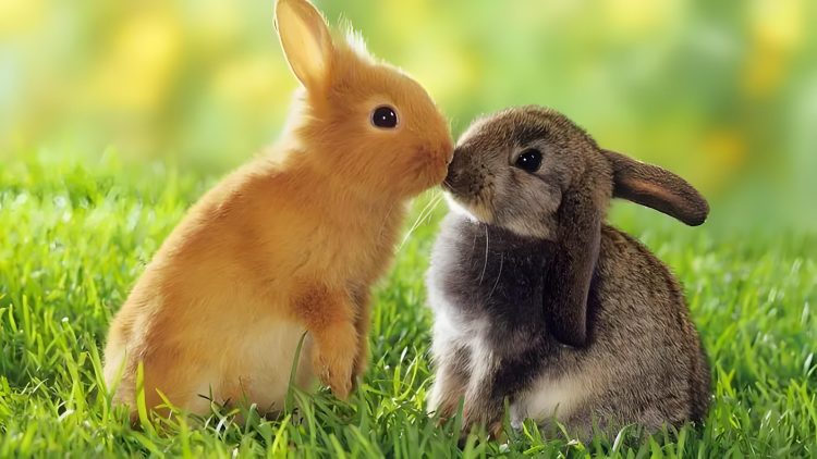 Is it easier for two rabbits than one?