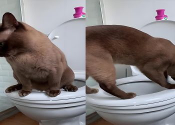 How do you potty train a kitten without a litter box